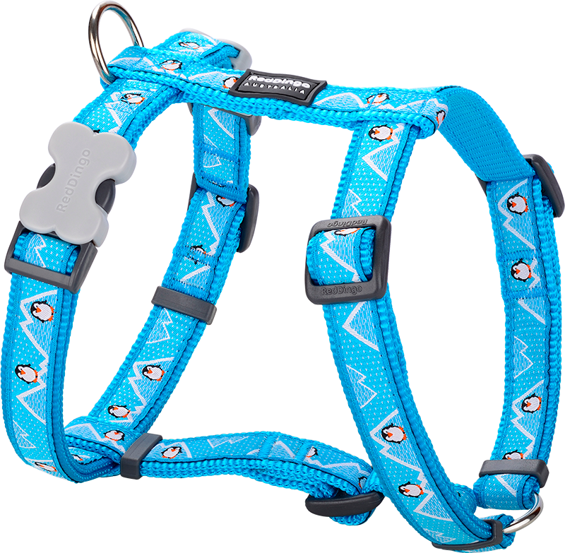 RD Harnais Penguin Turquoise-XS